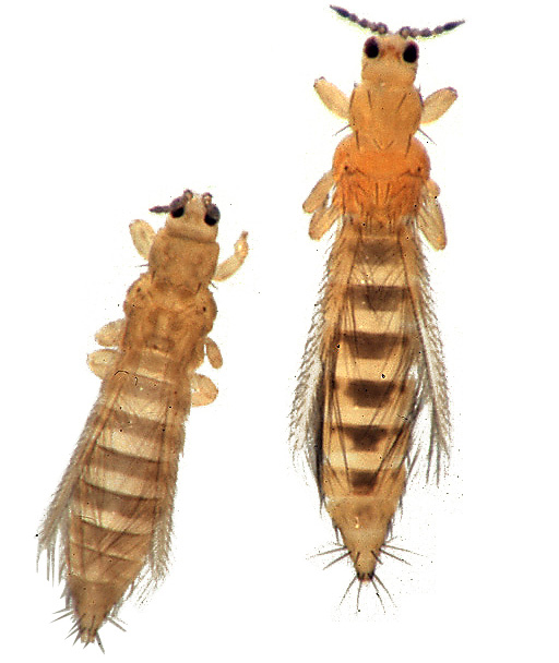 Western flower thrips